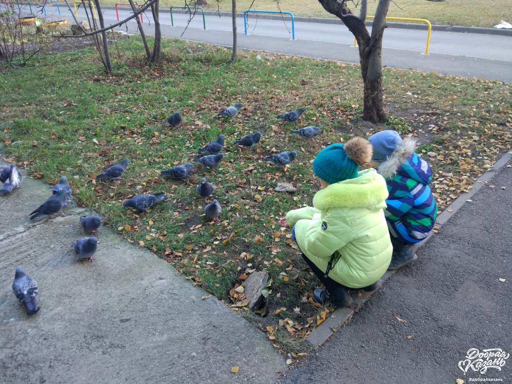 Покормила голубей