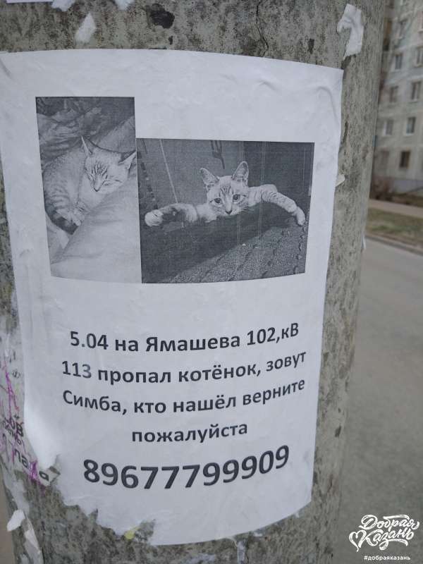 Пропал котенок