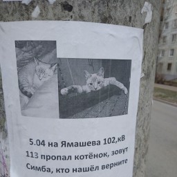 Пропал котенок