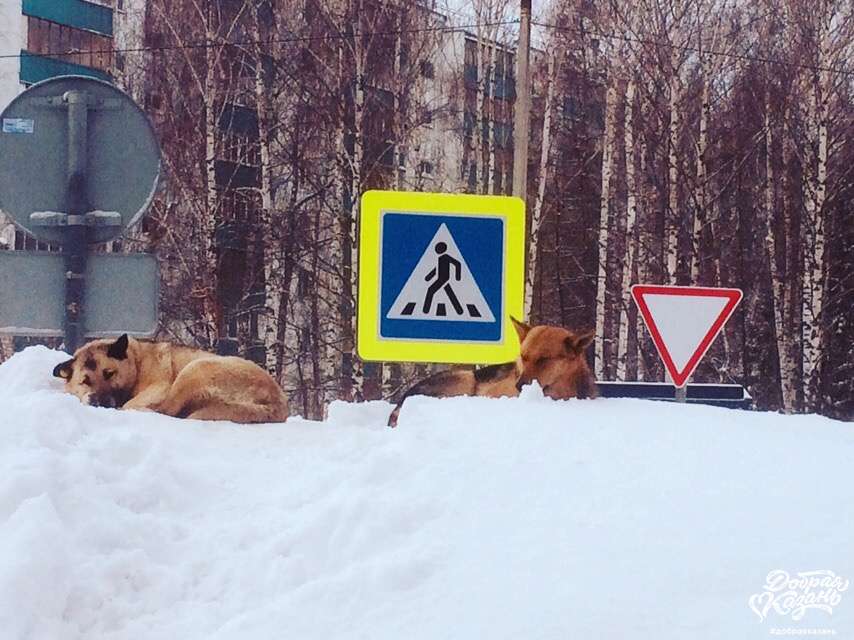 "Дорожный патруль"