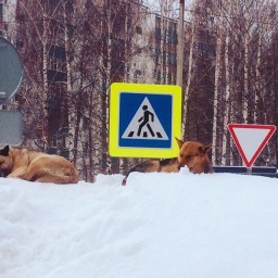 "Дорожный патруль"