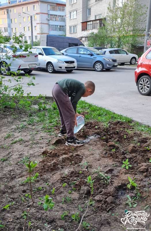 Посадка цветов