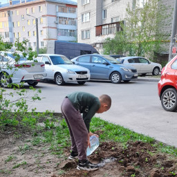 Посадка цветов