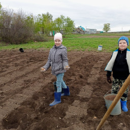 Сажаем картошку